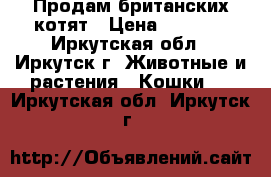 Продам британских котят › Цена ­ 3 000 - Иркутская обл., Иркутск г. Животные и растения » Кошки   . Иркутская обл.,Иркутск г.